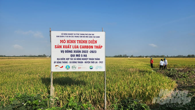 Mô hình trình diễn sản xuất lúa carbon thấp thuộc Dự án GIC triển khai tại huyện Thới Lai, TP Cần Thơ. Ảnh: Kim Anh.