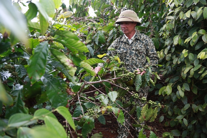 Người trồng cà phê đang bón đợt thứ 3 của mùa mưa, do đó nhà vườn cần đầu tư để tăng tỉ lệ vào cho chắc hạt cà phê, tăng năng suất, chất lượng.