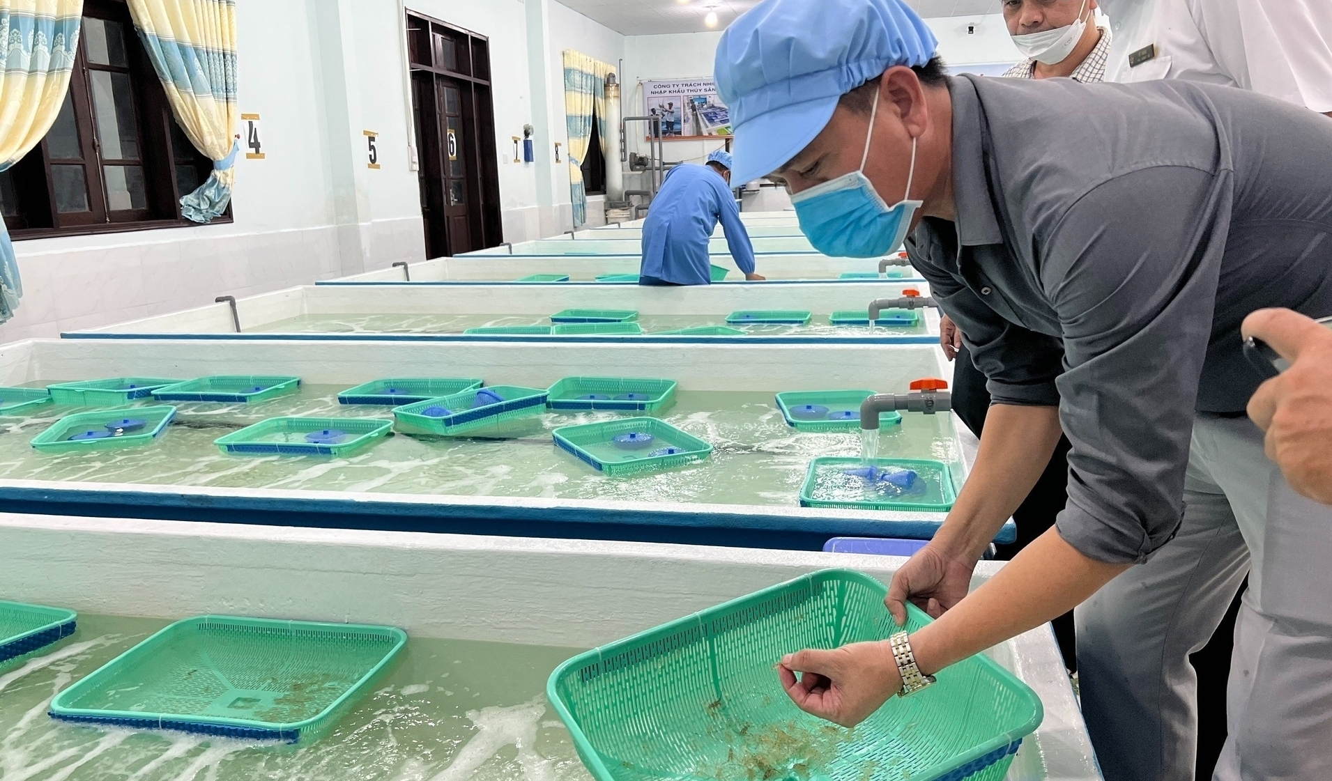 Quarantine area for importing lobster breeds for quarantine monitoring in Khanh Hoa province. Photo: KS.