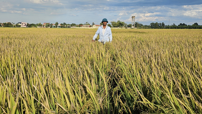 Đến nay, hơn 100ha lúa vụ hè thu ở xã Xuân Bồ đã được đưa vào sản xuất. Ảnh: Tâm Đức.