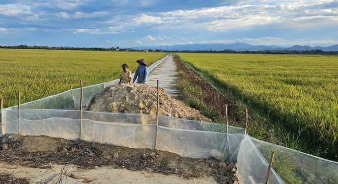HTX Xuân Bồ cùng bà con nông dân dựng hàng rào nilon ngăn chuột, bảo vệ an toàn cho lúa hè thu. Ảnh: Tâm Đức.