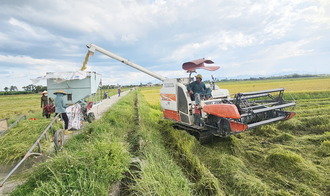 Thu hoạch lúa hè thu bằng máy gặt đập liên hợp tại HTX Xuân Bồ. Ảnh: Tâm Đức.