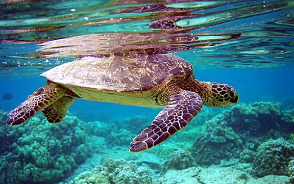 Hiện rùa biển vẫn đang đứng trước thực trạng suy giảm nghiêm trọng và có nguy cơ tuyệt chủng do bị ảnh hưởng từ những hoạt động kinh tế - xã hội, gây ô nhiễm môi trường của con người.