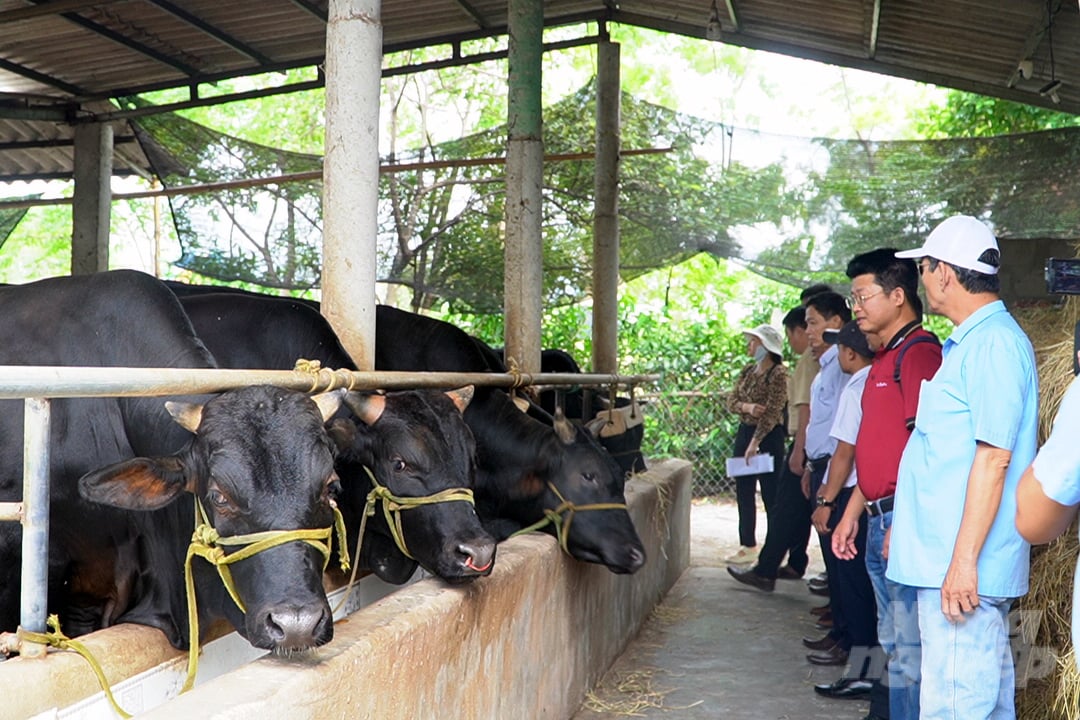 Tại Quảng Trị, nhiều mô hình tạo sinh kế thích ứng với biến đổi khí hậu đã được triển khai cho nông dân. Ảnh: Võ Dũng.