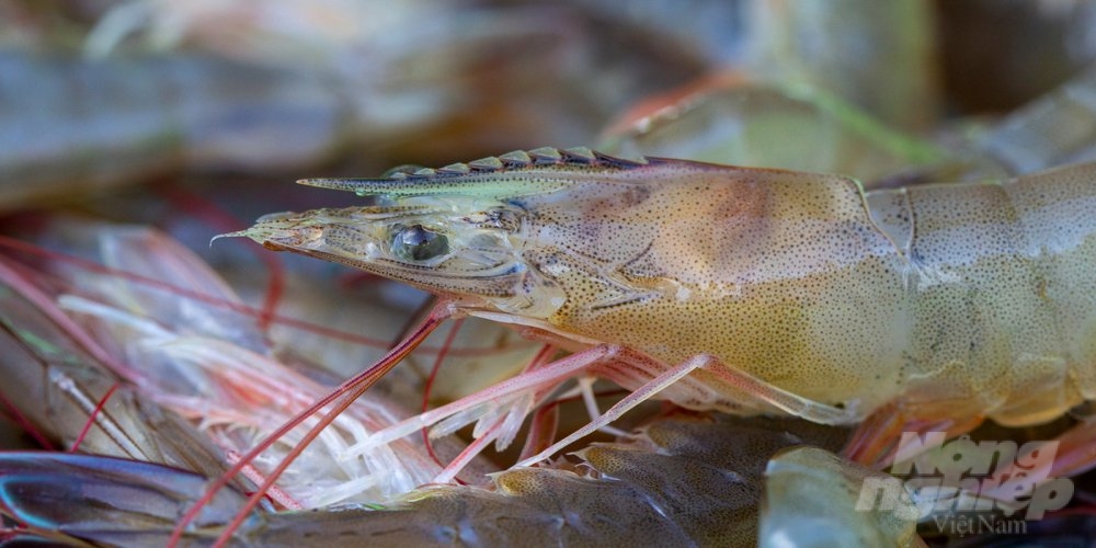 Dangerous diseases affecting shrimp have shown a decreasing trend compared to 2022. Photo: Kim Anh.