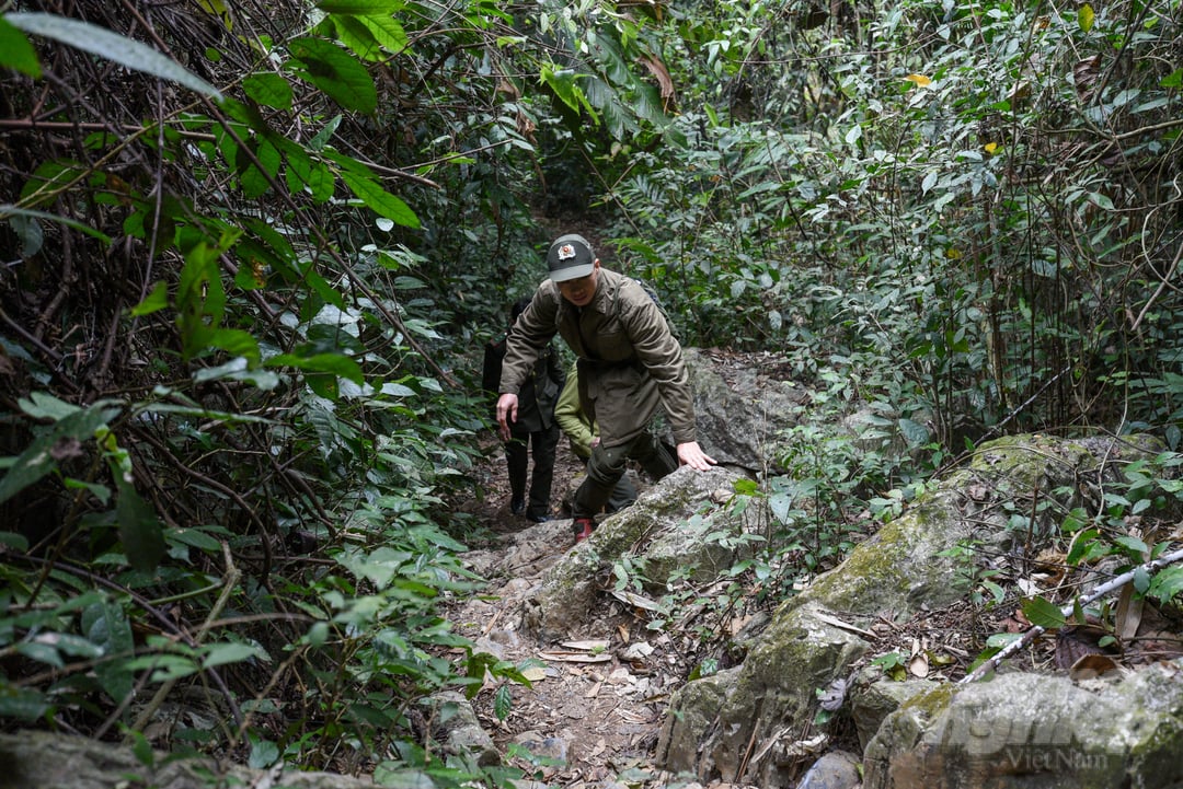 Rangers of Cuc Phuong National Park patrol in the forest. Photo: Dinh Tung.