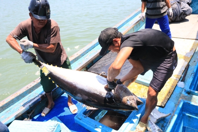 Nghiên cứu của Viện Nghiên cứu Hải sản giúp ngư dân giảm chi phí sau mỗi chuyến đi biển. Ảnh: Kim Sơ.