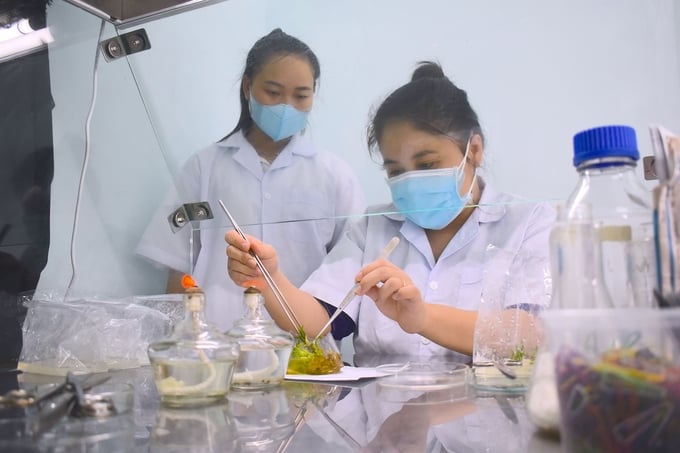 Chị Bùi Thị Kim Thanh (ngồi) thực hiện công đoạn cấy chuyền trong nuôi cấy mô. Ảnh: Minh Đảm.