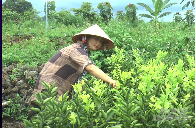 Bằng ý chí, nghị lực, chị Nguyễn Thị Mai, Giám đốc HTX Nông lâm nghiệp hữu cơ Quảng Phú đã cải tạo thành công, phủ màu xanh cây trái cho vùng đất khó. Ảnh: Hồng Thủy.