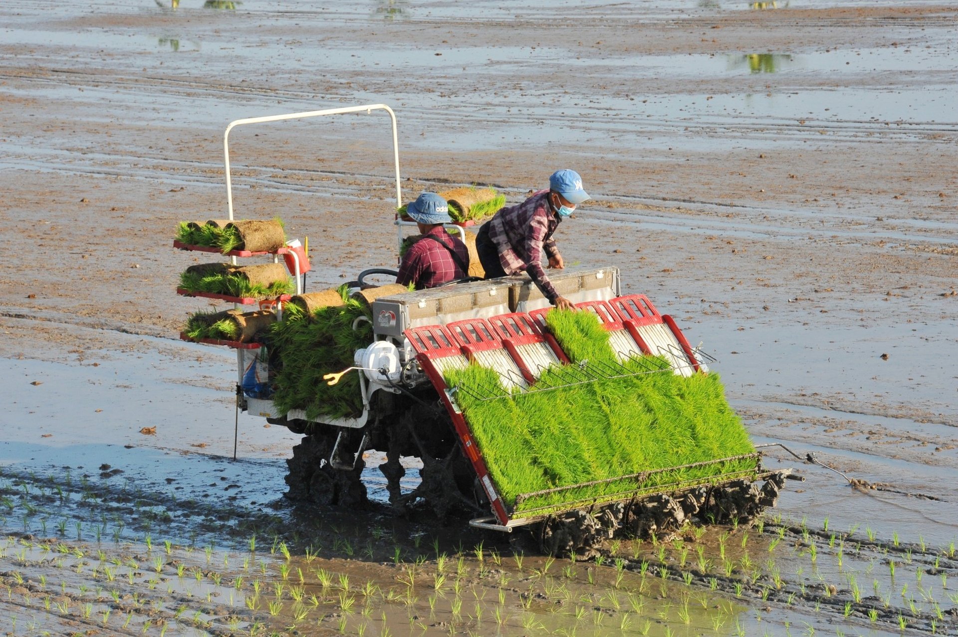 Nếu duy trì mức sản xuất như hiện nay và không xảy ra bão lũ, mất mùa trên diện rộng, Việt Nam sẽ đảm bảo các nhu cầu tiêu dùng trong nước và vẫn có thể xuất khẩu khoảng 6 triệu tấn gạo mỗi năm. Ảnh: Lê Hoàng Vũ.
