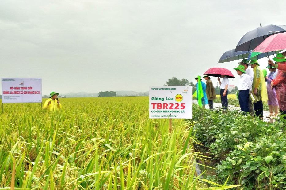 Các đại biểu tham quan, đánh giá mô hình trồng giống lúa TBR225 có gen kháng bạc lá tại Trại sản xuất giống cây trồng Mai Nham (Tam Dương, Vĩnh Phúc). Ảnh: TBS.