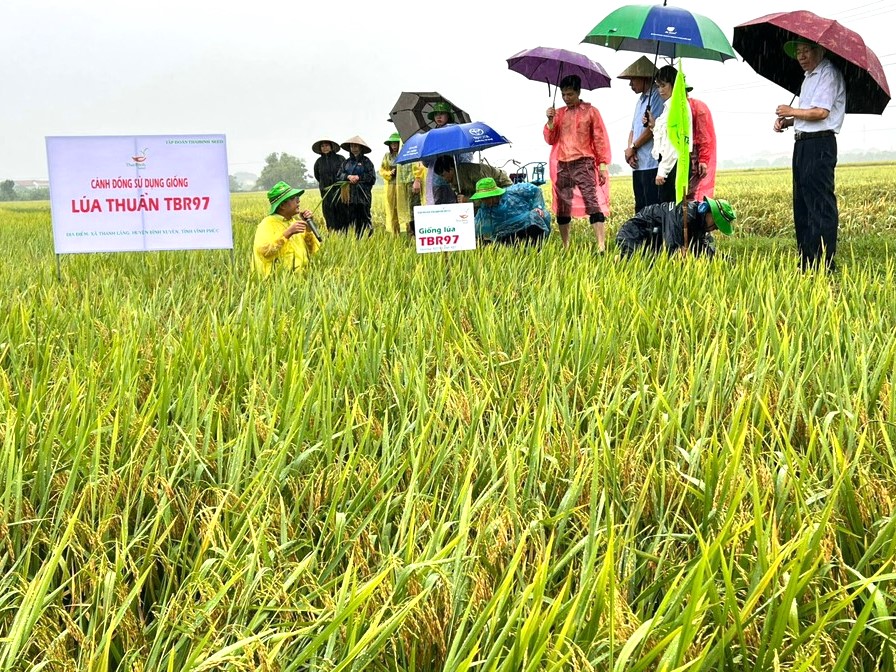 Các đại biểu đánh giá mô hình trồng giống lúa TBR97 tại cánh đồng thị trấn Thanh Lãng (Bình Xuyên). Ảnh: TBS.
