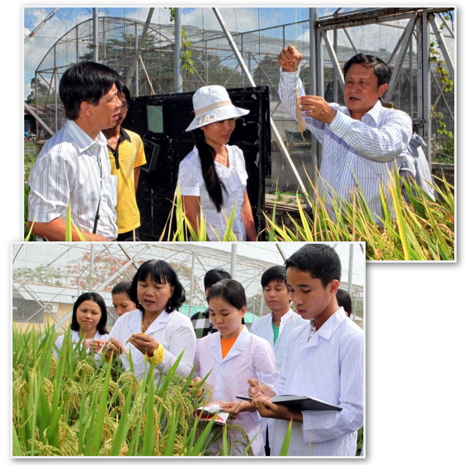 GS Bùi Chí Bửu giới thiệu giống lúa mới đang được trồng thử nghiệm tại Viện lúa ĐBSCL.
