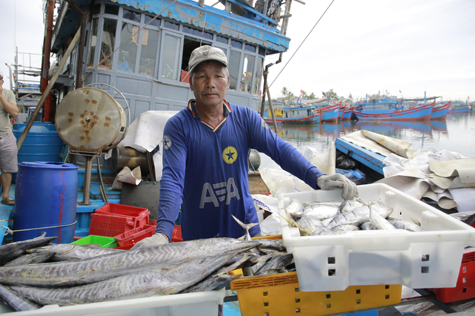 Quang Ngai province has witnessed positive developments in its efforts to combat IUU fishing activities. Photo: Le Khanh.