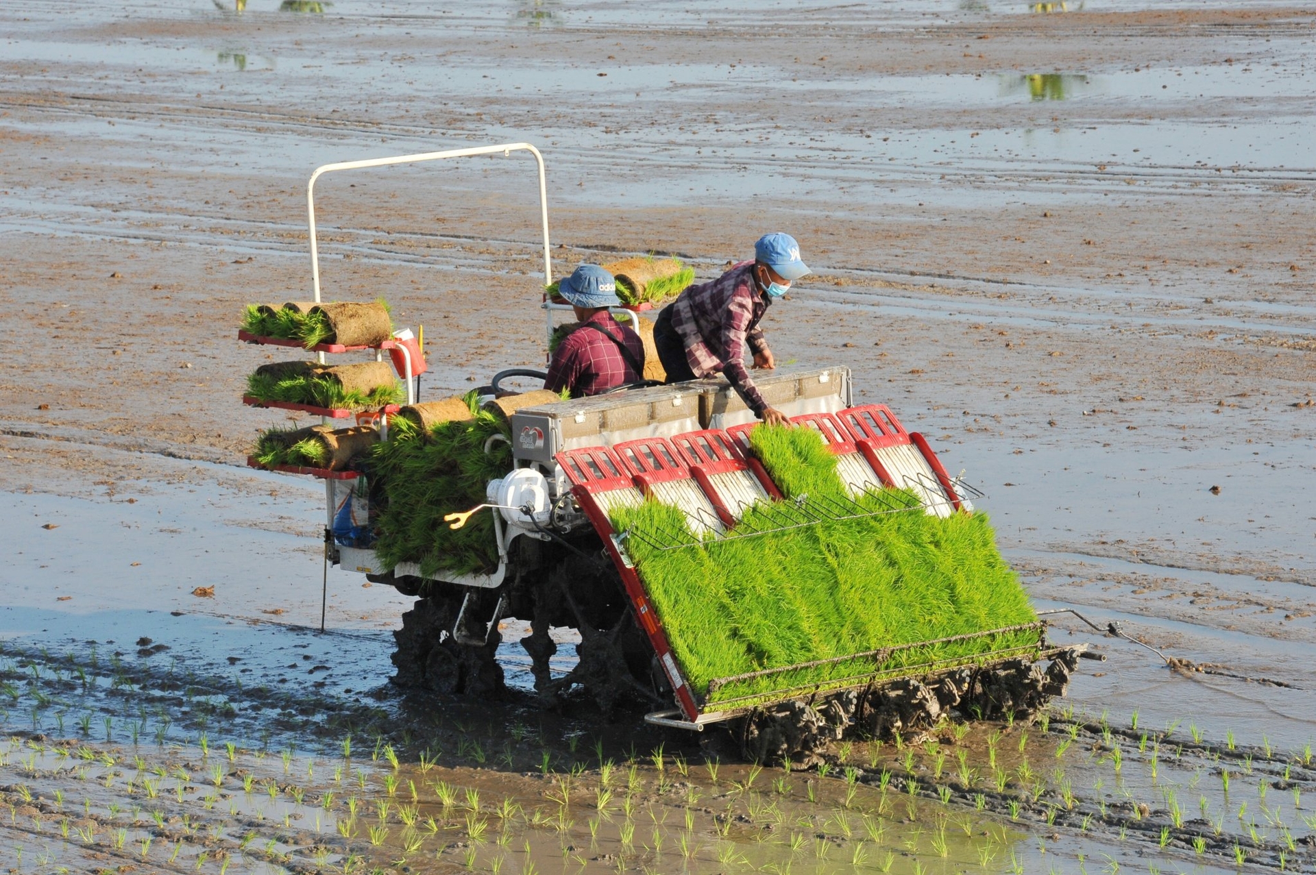 If current production levels are maintained and there are no storms, floods or widespread crop failures, Vietnam will ensure domestic consumption needs and can still export about 6 million tons of rice each year. Photo: Le Hoang Vu.