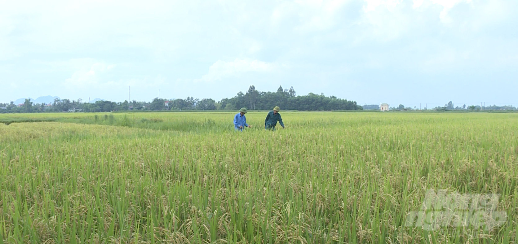 Cánh đồng lúa hữu cơ tại xã Tế Nông hứa hẹn vụ mùa năng suất cao. Ảnh: Quốc Toản.