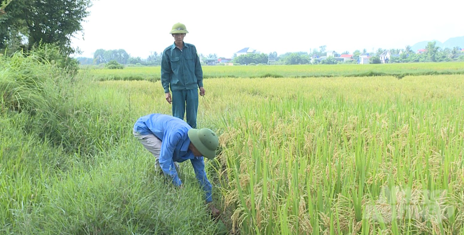 Người dân đi bắt cáy tại chân ruộng lúa được canh tác theo hướng hữu cơ. Ảnh: Quốc Toản.