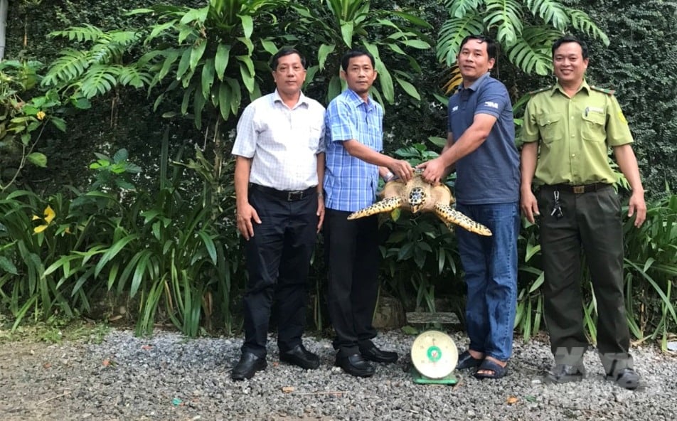 Cá thể rùa biển được Chi cục Thủy sản Đồng Nai bàn giao cho Trạm Bảo tồn Động vật hoang dã Dầu Tiếng. Ảnh: TA.