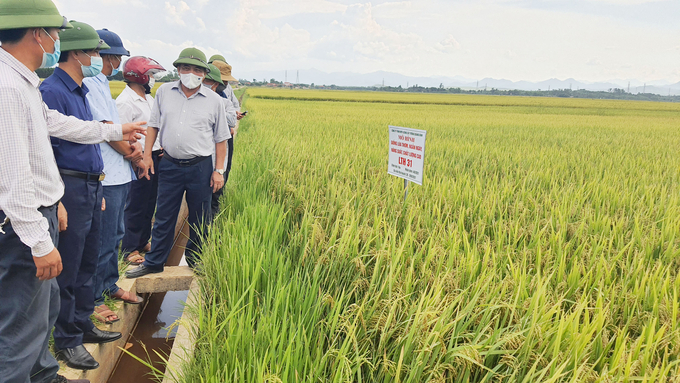 Lãnh đạo UBND tỉnh Quảng Bình thăm mô hình liên kết sản xuất lúa trên địa bàn huyện Lệ Thủy. Ảnh: Nguyễn Tâm.