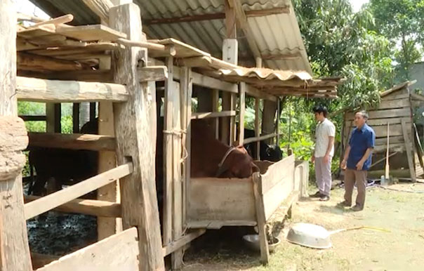 Nhiều hộ gia đình ở xã Cao Quảng, huyện Tuyên Hóa, Quảng Bình đã mua bò giống 3B về nuôi để cải tạo đàn bò lai. Ảnh: Tâm Phùng.