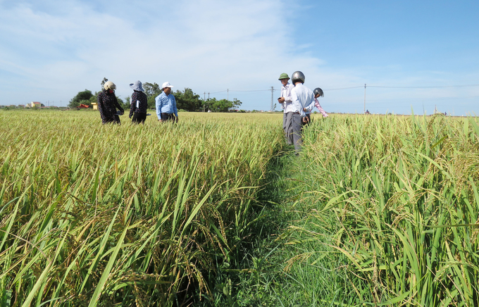 Cánh đồng lúa tái sinh cho năng suất cao nhất khoảng 30 tạ/ha tại huyện Lệ Thủy. Ảnh: Nguyễn Tâm.