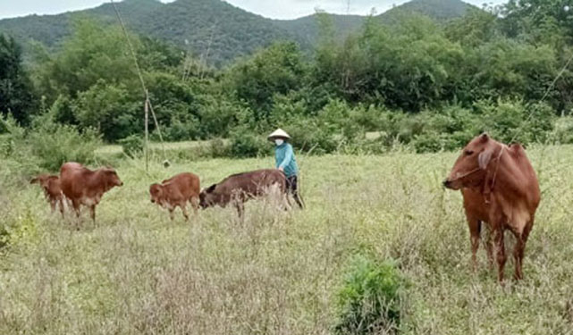 Những con bê giống bò 3B đầu tiên trên đồng cỏ xã Cao Quảng. Ảnh: T.Phùng.