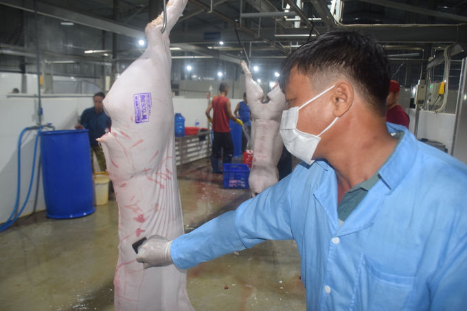 Nhân viên thú y của Trung tâm Dịch vụ nông nghiệp An Nhơn (Bình Định) đóng dấu kiểm soát giết mổ. Ảnh: V.Đ.T.
