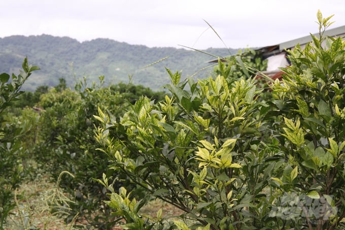 Một vườn cam 3 năm tuổi vừa trồng mới trở lại lá đã vàng bệch, cây lên èo uột, chậm lớn ở Cao Phong... Ảnh: Kiên Trung.