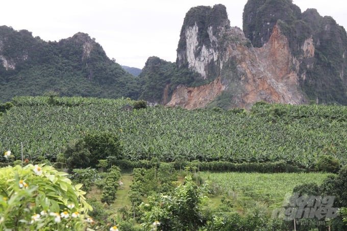 Vùng cam Cao Phong một thời bây giờ đang thành vùng trồng ngô, chuối, cây hoa màu... Ảnh: Kiên Trung.