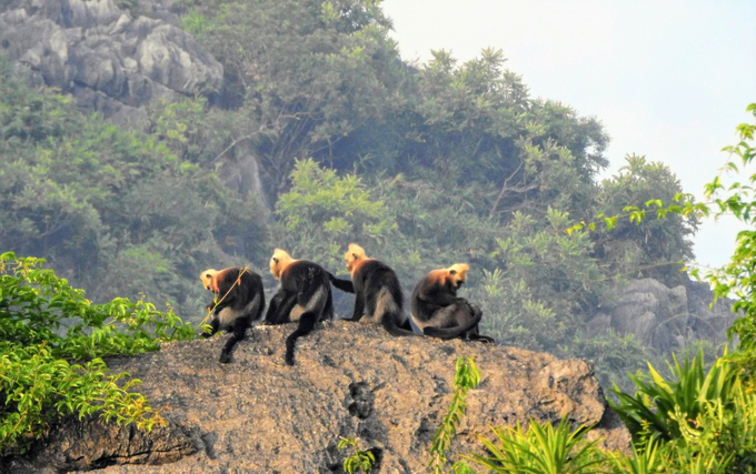 Quần đảo Cát Bà là nơi duy nhất có loài voọc Cát Bà (Trachypithecus poliocephalus). Ảnh: Huy Cầm.