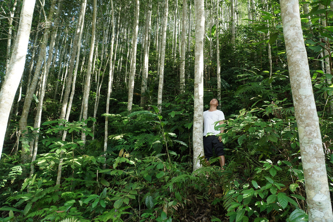 Trồng rừng mang lại nguồn thu nhập chính cho đa số người dân sống ở nông thôn tỉnh Bắc Kạn. Ảnh: Ngọc Tú. 