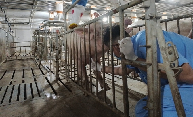 Tỉnh  Phú Yên khuyến khích chăn nuôi khép kín, hiện đại. Ảnh: KS.