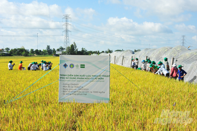 Mô hình canh tác lúa sử dụng phân bón hữu cơ từ rơm tại quận Thốt Nốt, TP Cần Thơ. Ảnh: Lê Hoàng Vũ.