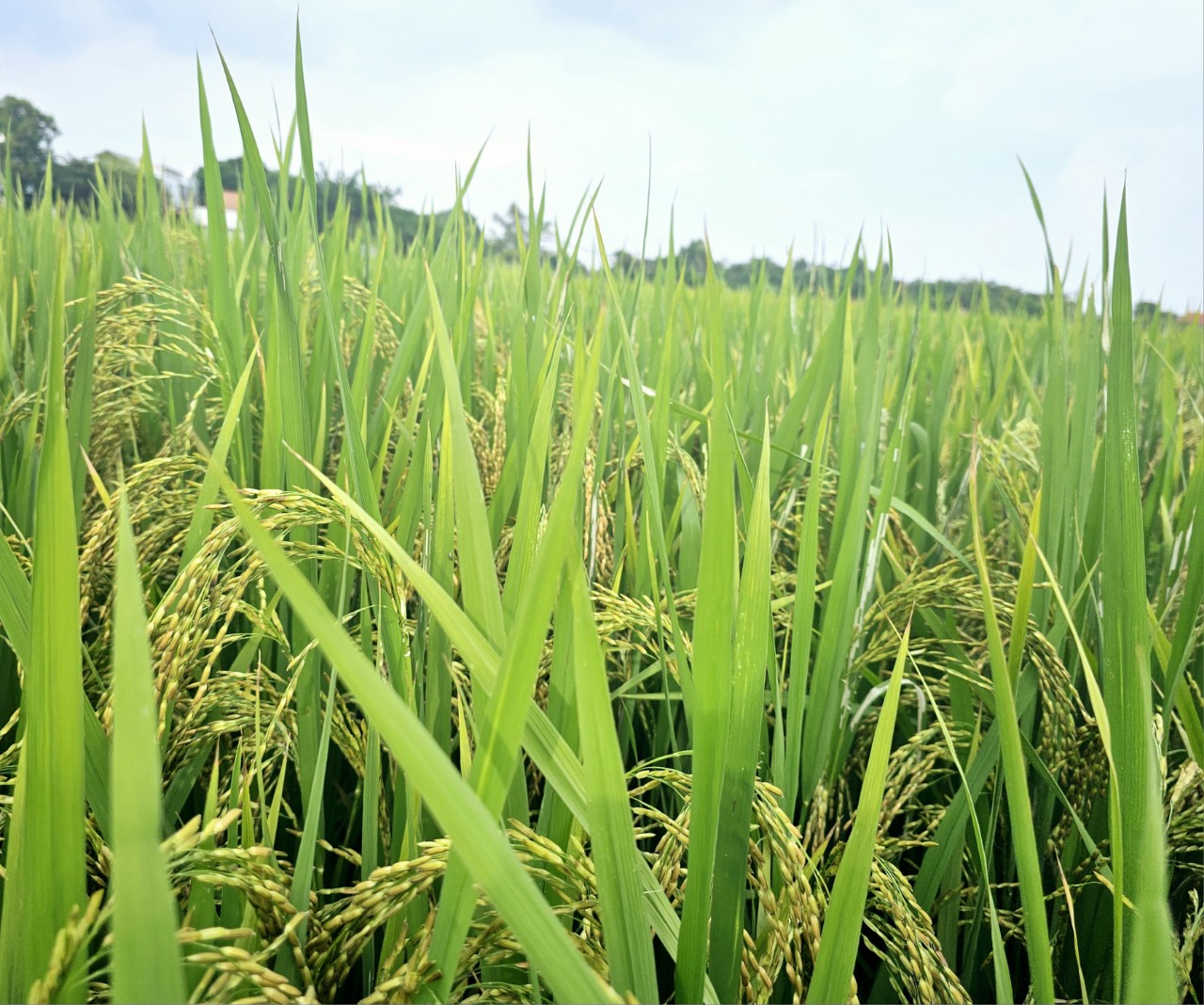Không chỉ cây lúa khỏe, sạch bệnh, môi trường đồng ruộng tại các diện tích sản xuất lúa hữu cơ cũng rất trong lành. Ảnh: Hoàng Anh.