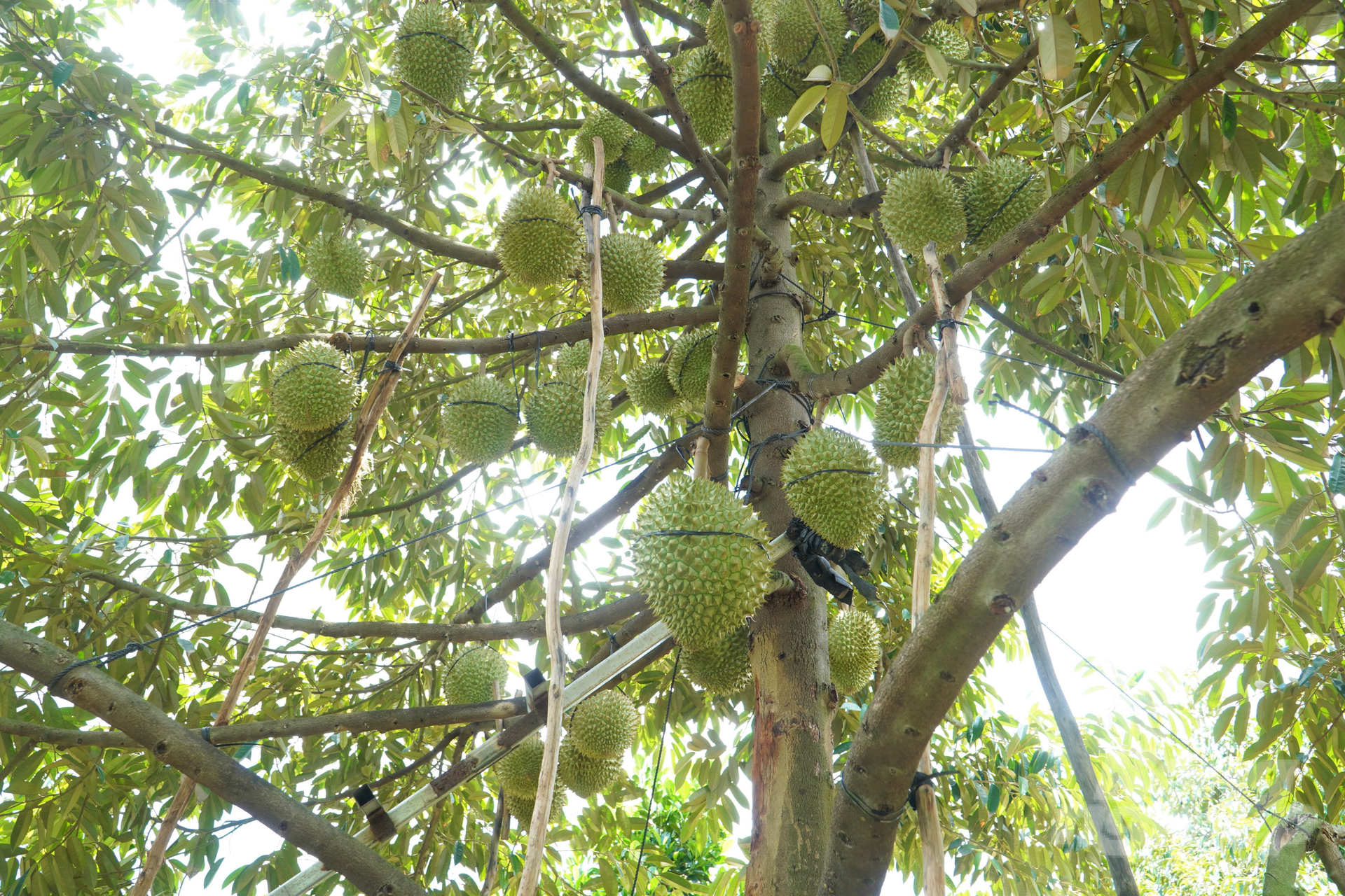 Mỗi cây sầu riêng nên để ít trái, khoảng 50 - 60 trái, đảm bảo chất lượng trái tốt, đạt yêu cầu theo các tiêu chuẩn xuất khẩu, nhất là không làm ảnh hưởng đến sức khỏe của cây trồng. Ảnh: Kiều Trang.
