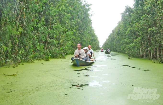 Rừng tràm Trà Sư với 845 ha diện tích vùng lõi được bảo tồn và hơn 1.100 ha vùng đệm, khu vực này hàng năm trực tiếp nhận nước lũ từ sông Mekong vào mùa mưa. Ảnh: Lê Hoàng Vũ.