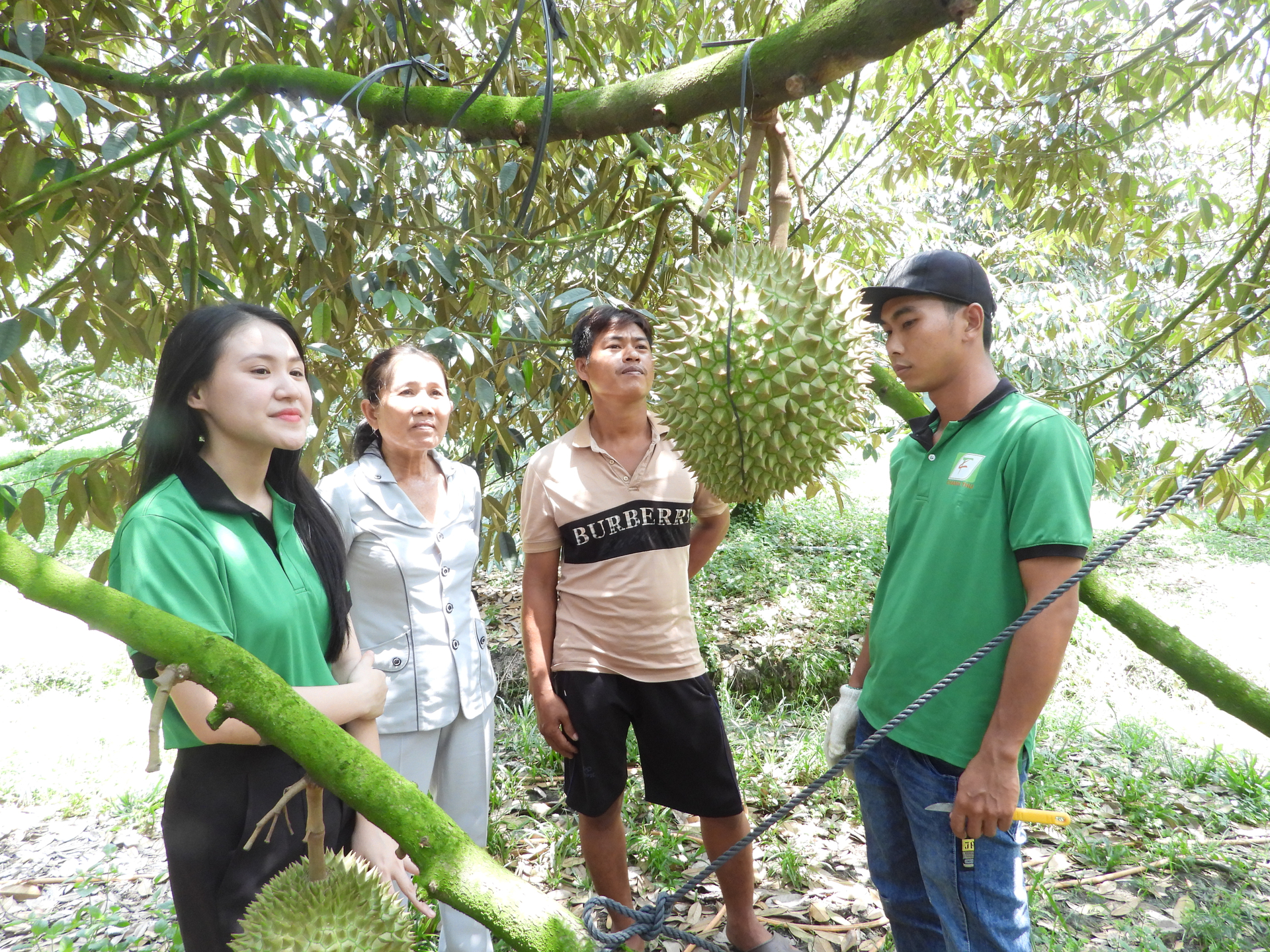 Chuỗi liên kết sản xuất tiêu thụ sầu riêng giữa doanh nghiệp với HTX sầu riêng Bàu Đồn. Ảnh: Trần Trung.