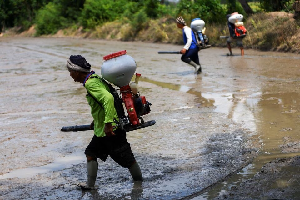 Nông dân gieo sạ trên ruộng lúa ở tỉnh Chainat, Thái Lan, hồi tháng 8/2023. Ảnh: Reuters.