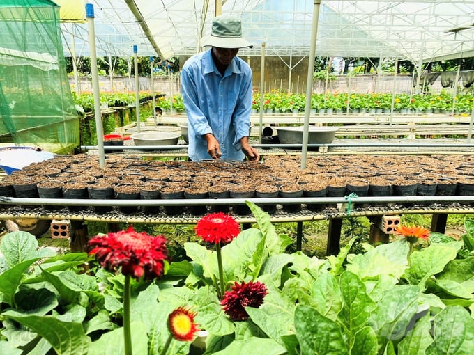 Tan Quy Dong Ornamental Flower Cooperative provides many services to members at lower prices than the market and links with ornamental flower consumption, creating stable output. Photo: Hoang Vu.