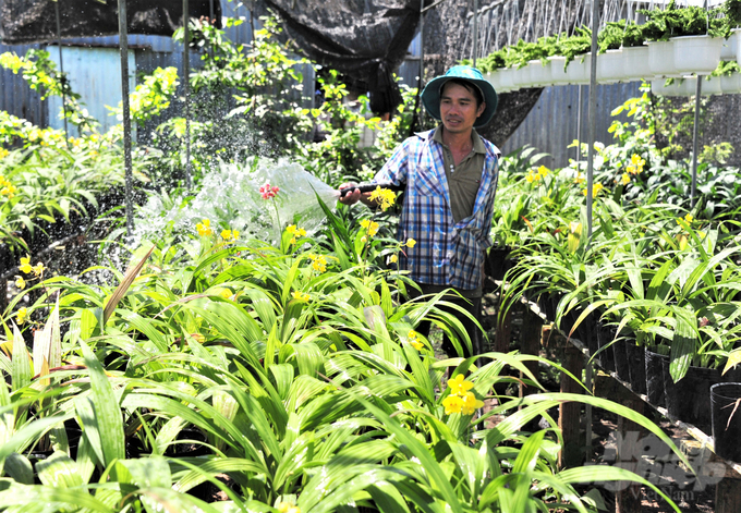 In a cooperative that produces ornamental flowers, members do not worry about output but can rest assured that they have good quality products. Photo: Hoang Vu.