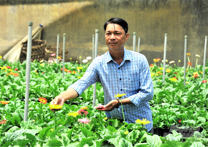 HTX Hoa kiểng Tân Quy Đông có nhiều giống hoa kiểng mới do các thành viên trong HTX hùn tiền để đi học tập và mua giống hoa kiểng ở nước ngoài về để làm giống và nhân cho nhiều thành viên trồng. Ảnh: Hoàng Vũ.
