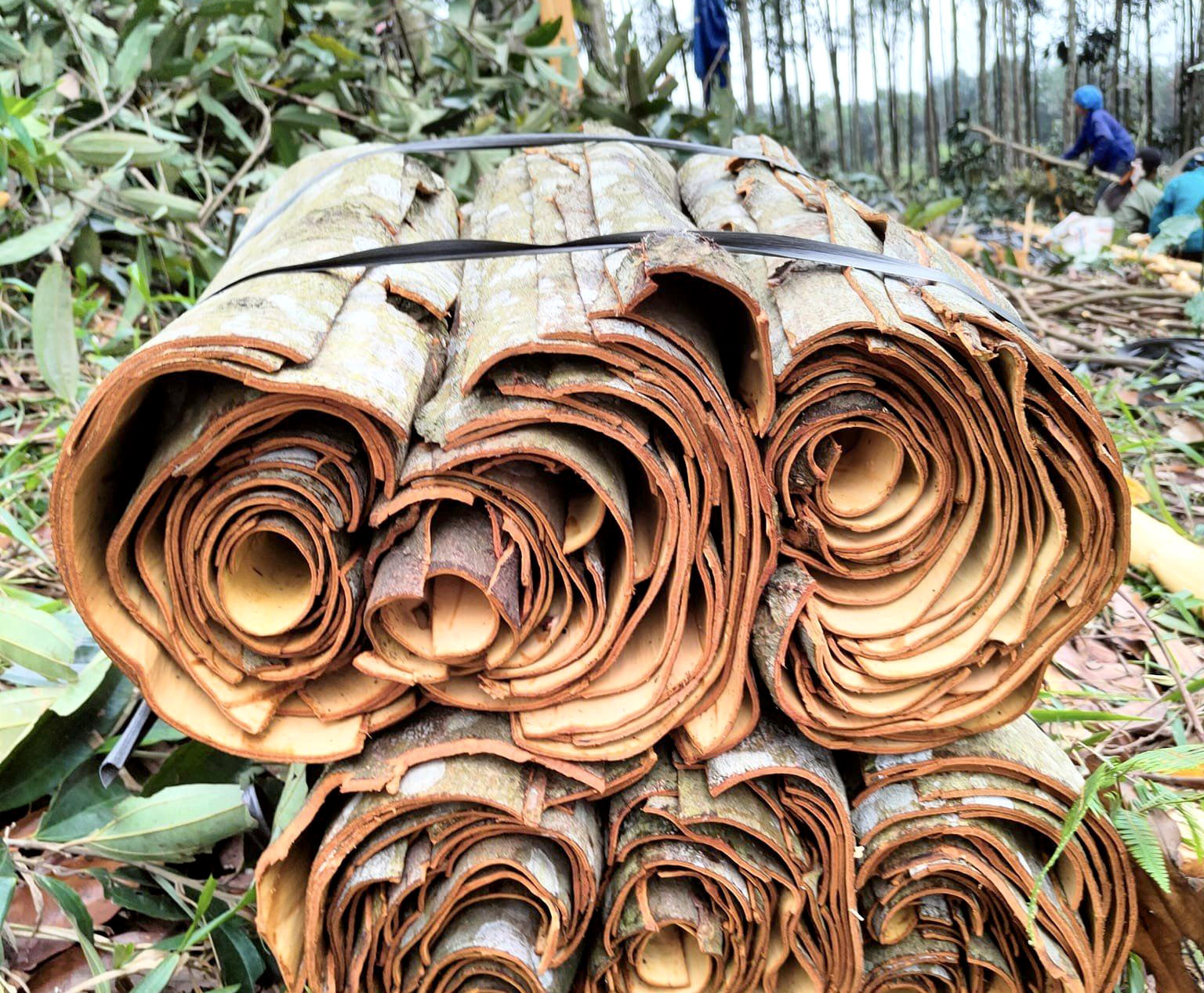 Newly harvested cinnamon bark in Yen Bai province. Photo: Son Trang.