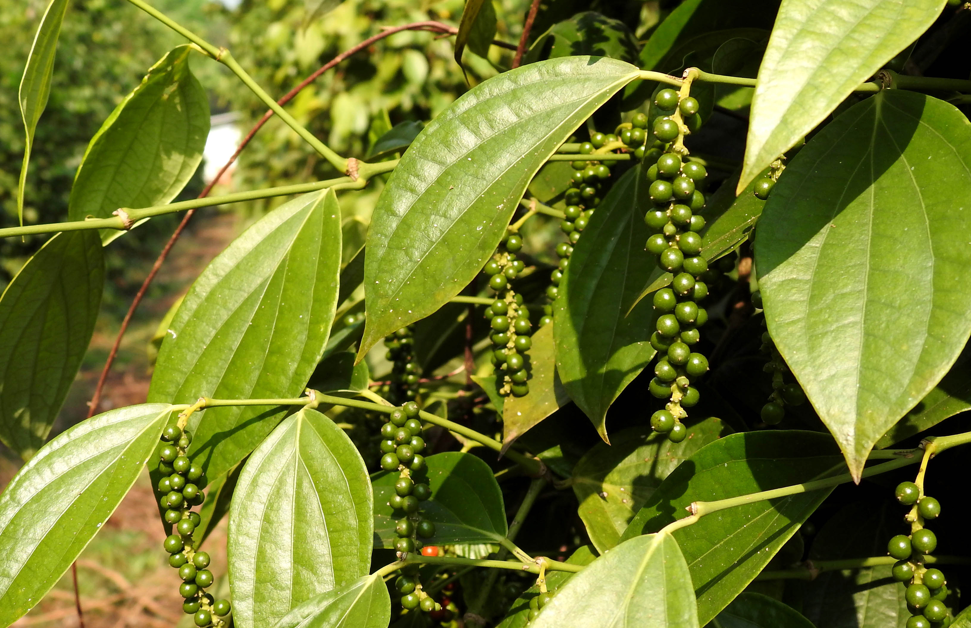 Organic pepper produced by Thien Nong Farm in Binh Phuoc province, with Nedspice as the primary consumer. Photo: Son Trang.