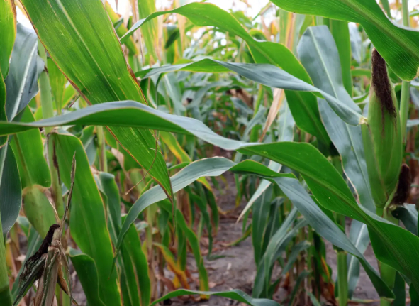 Companies are identifying and reproducing the best nitrogen producers to add to corn and other crops.