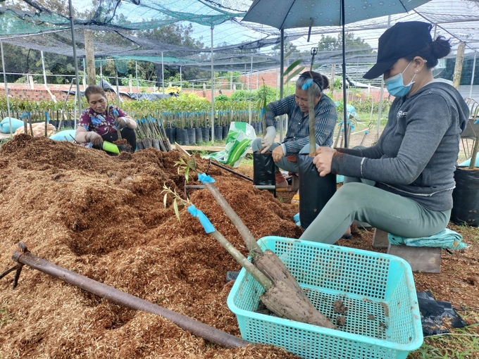 Hiện nay, nhu cầu giống cây ăn trái ở tỉnh Tiền Giang vào khoảng 1,6 triệu cây giống/năm. Ảnh: Minh Đảm.