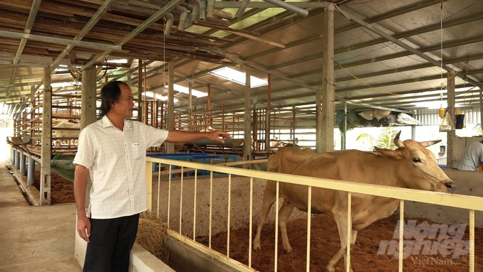 Nhờ công tác gieo tinh nhân tạo nên tầm vóc đàn bò được tăng lên một cách rõ rệt. Ảnh: Hồ Thảo.