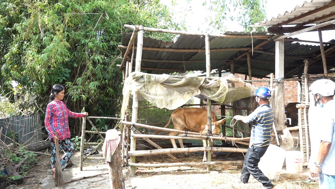 Đến năm 2022, tỉnh Trà Vinh có 400 dẫn tinh viên được trải đều khắp các huyện trong tỉnh, sẵn sàng phục vụ cho bà con chăn nuôi. Ảnh: Hồ Thảo.