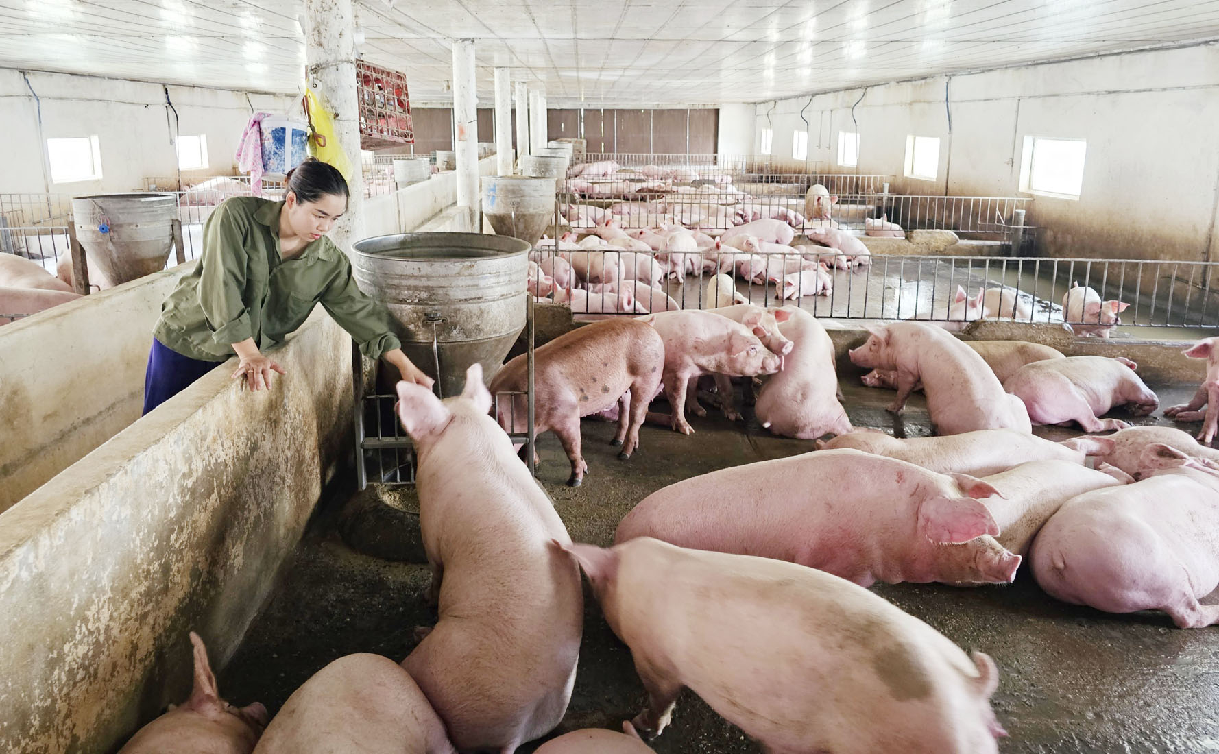 Chị Sen kiểm tra hàng ngày đàn lợn nuôi bằng thức ăn thảo dược tạị trang trại. Ảnh: T.Phùng