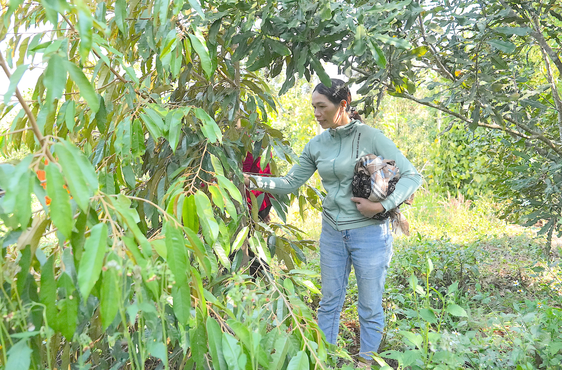 Vườn mắc ca trồng xen sầu riêng, canh tác theo hướng hữu cơ của chị Thị Nhên ở Quảng Trực, huyện Tuy Đức. Ảnh: Hồng Thủy.
