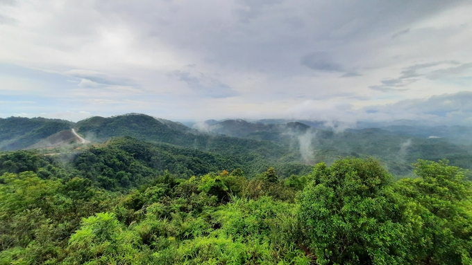 Nhờ sự quản lý, bảo vệ nghiêm ngặt, những cánh rừng phòng hộ ở TP Móng Cái tránh được tình trạng chặt phá, lấn chiếm. Ảnh: Nguyễn Thành. 
